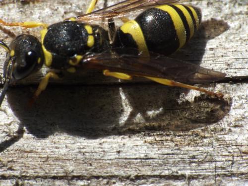 Ancistrocerus sp.